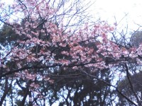 上野公園の寒桜。